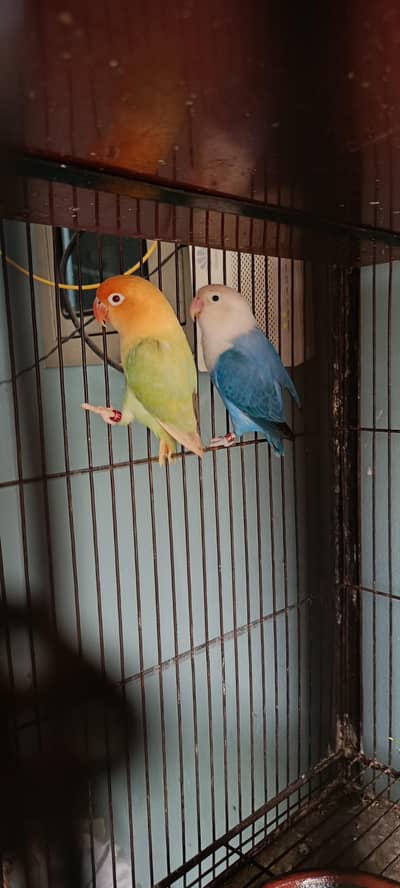 Blue opline split pf x parblue opline pf