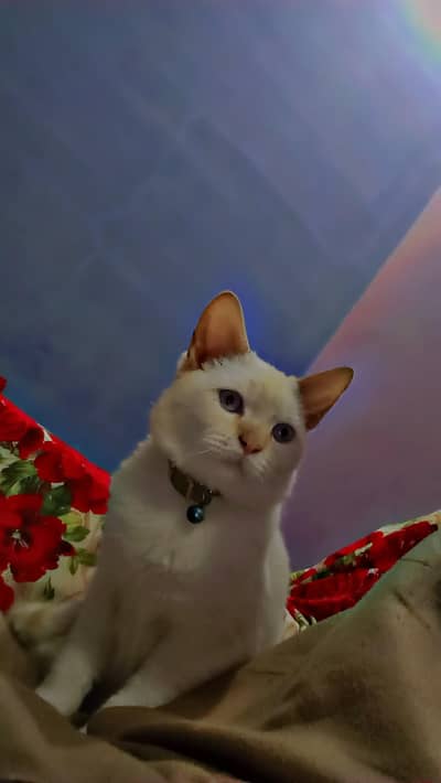 Cat for sale