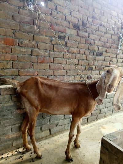 3 gaban bakriye for sale