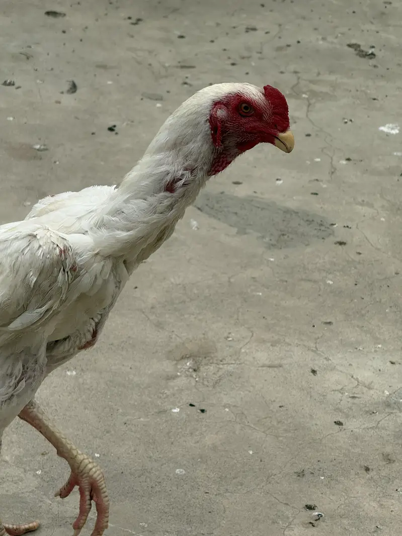 Aseel Shamo Male — photo 2
