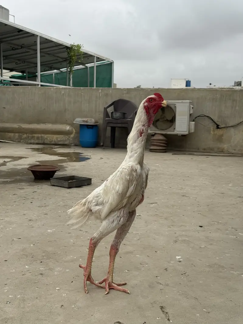 Aseel Shamo Male — photo 3