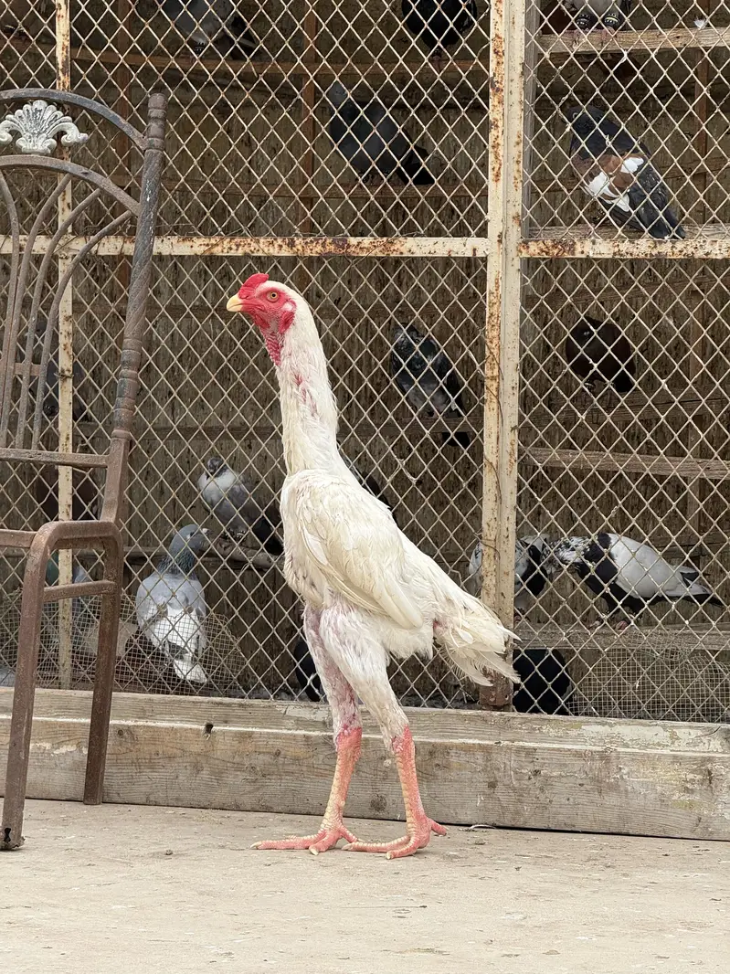 Aseel Shamo Male — photo 4