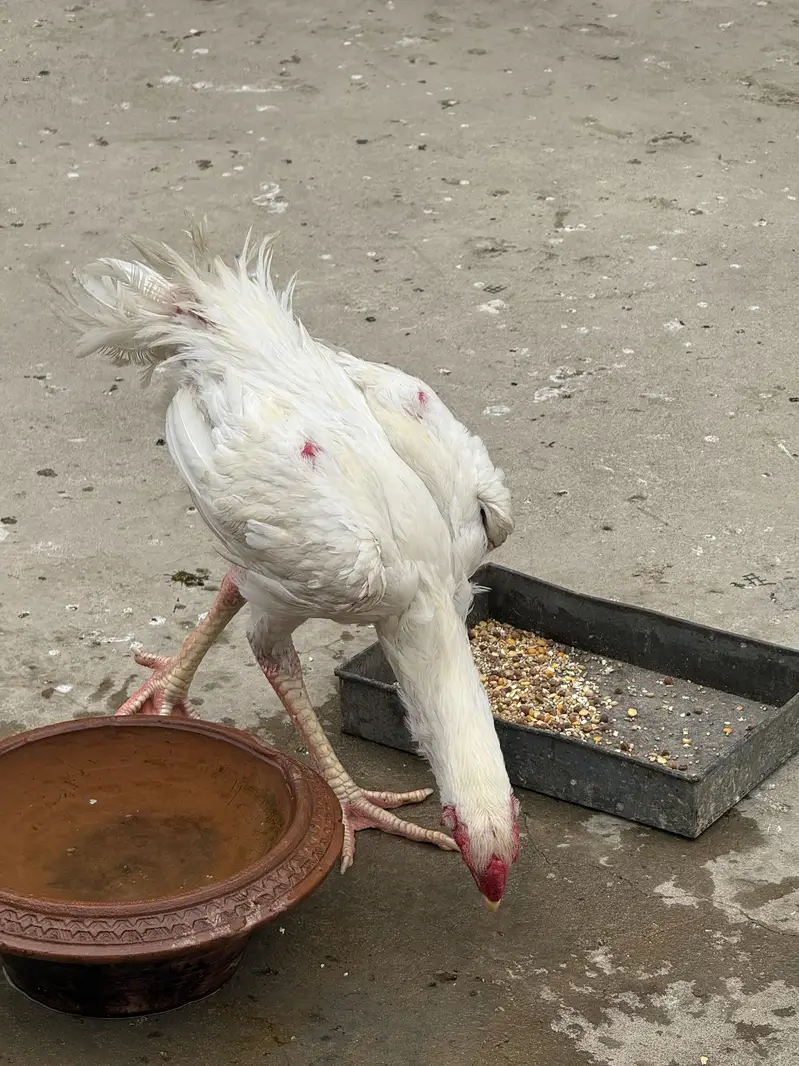 Aseel Shamo Male — photo 5