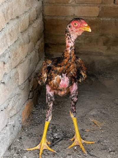 Pakistani croosi patha pathiyan for sale
