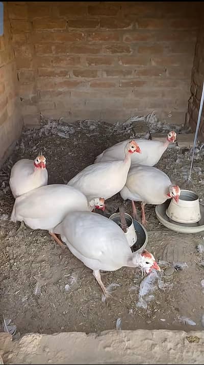 white chakor breeder pair