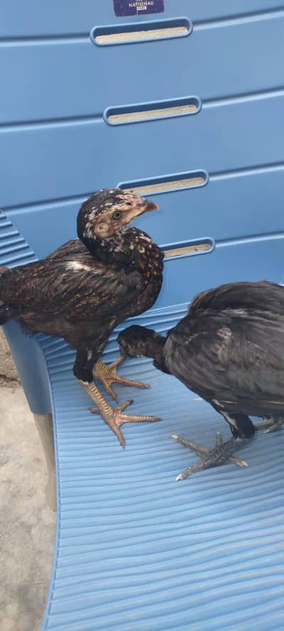 2 dragan hen