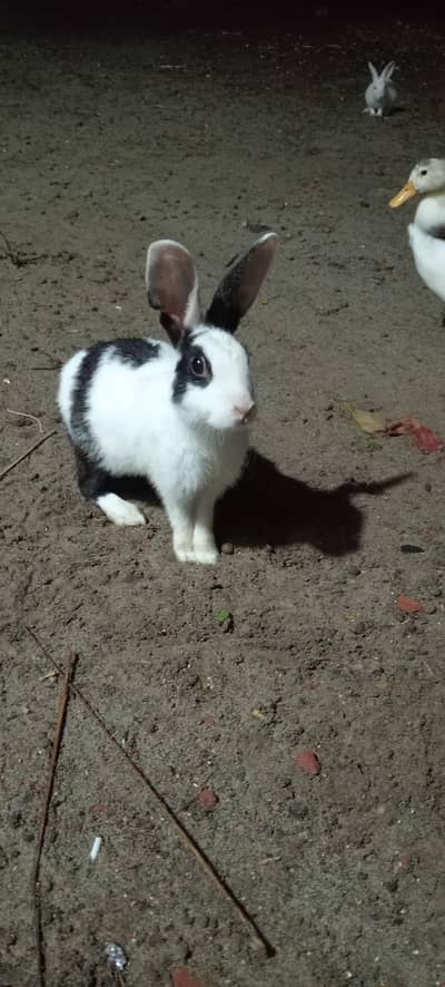 Rabbit 1200 per peice