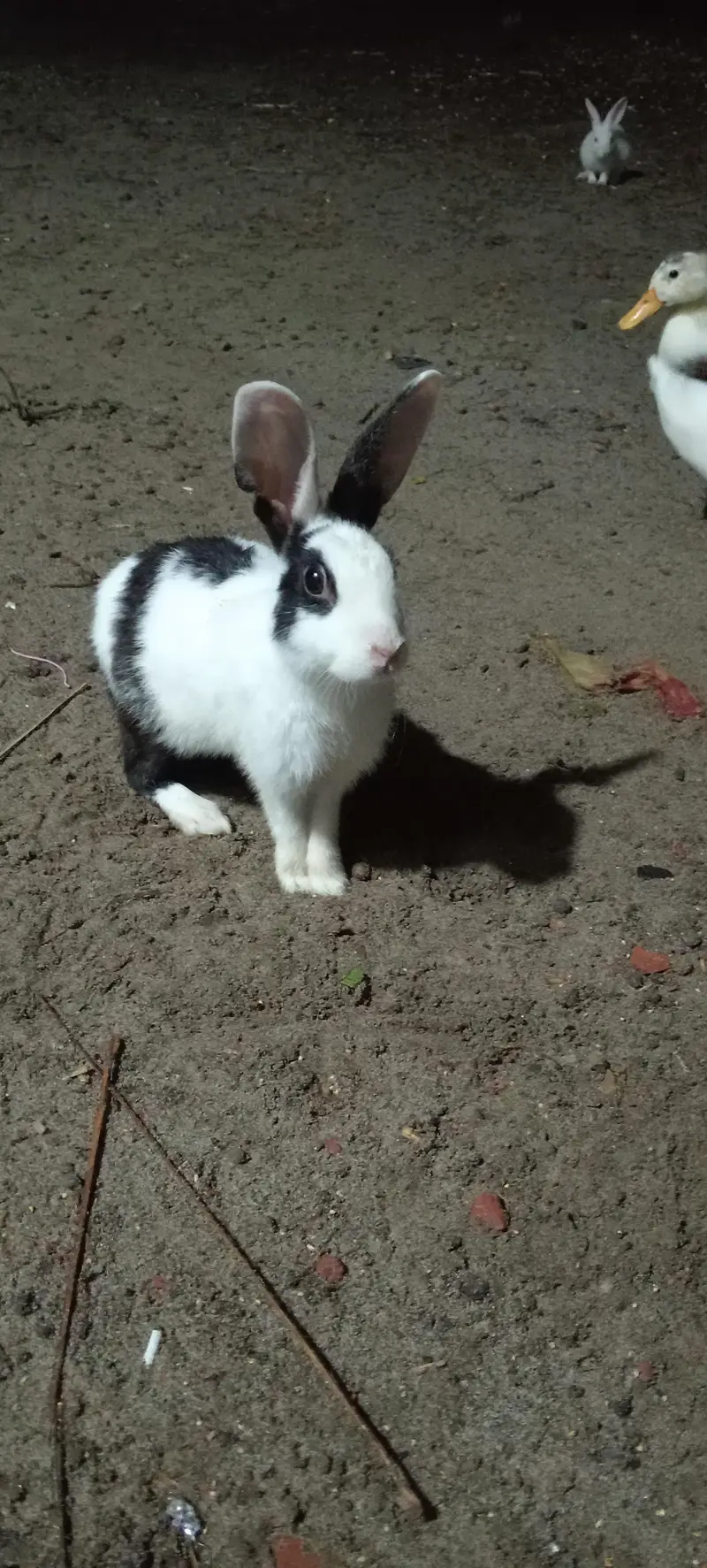 Rabbit 1200 per peice