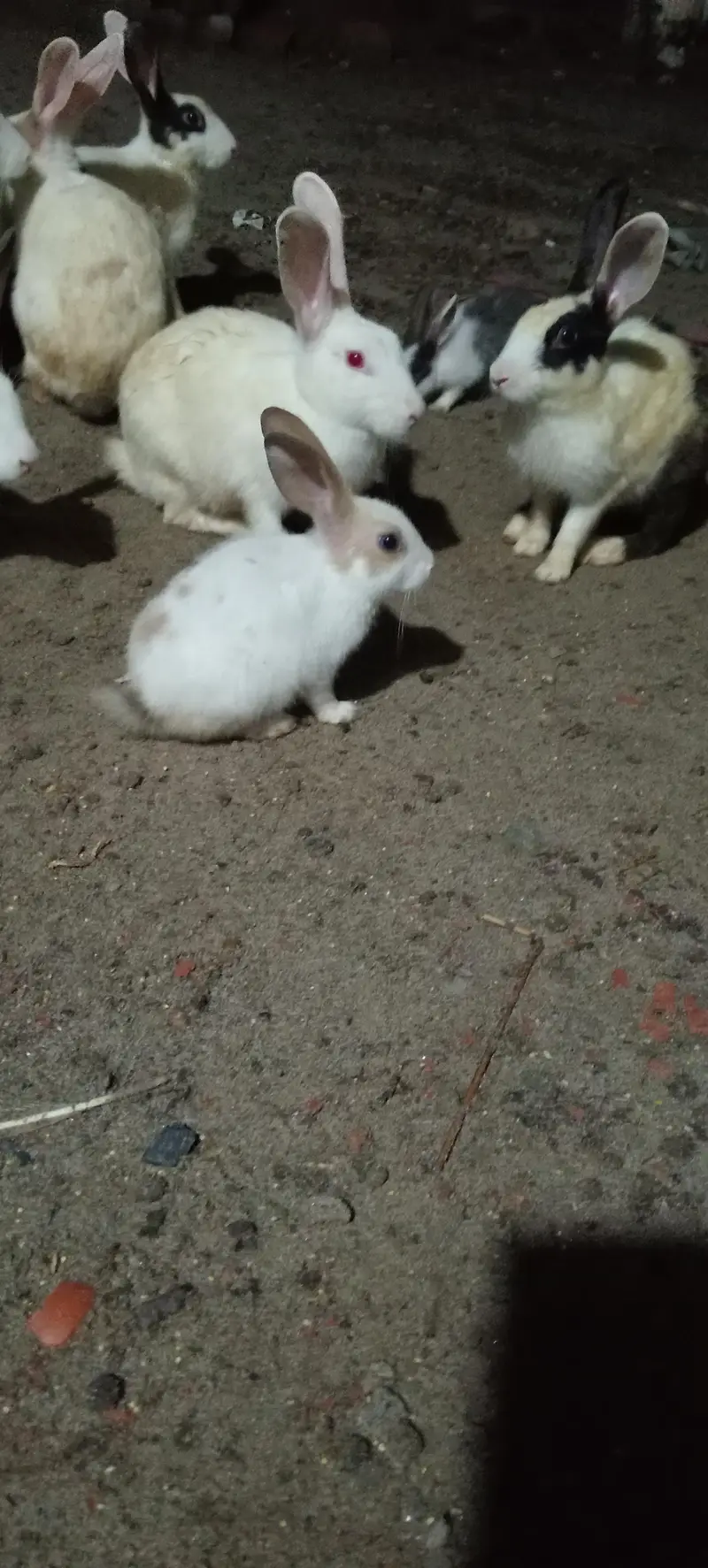 Rabbit 1200 per peice — photo 2