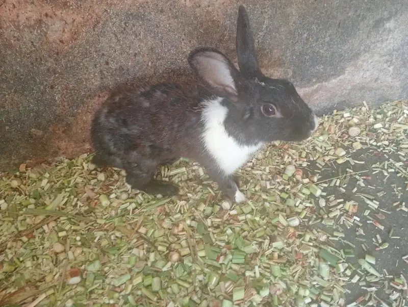 Rabbit 1200 per peice — photo 3