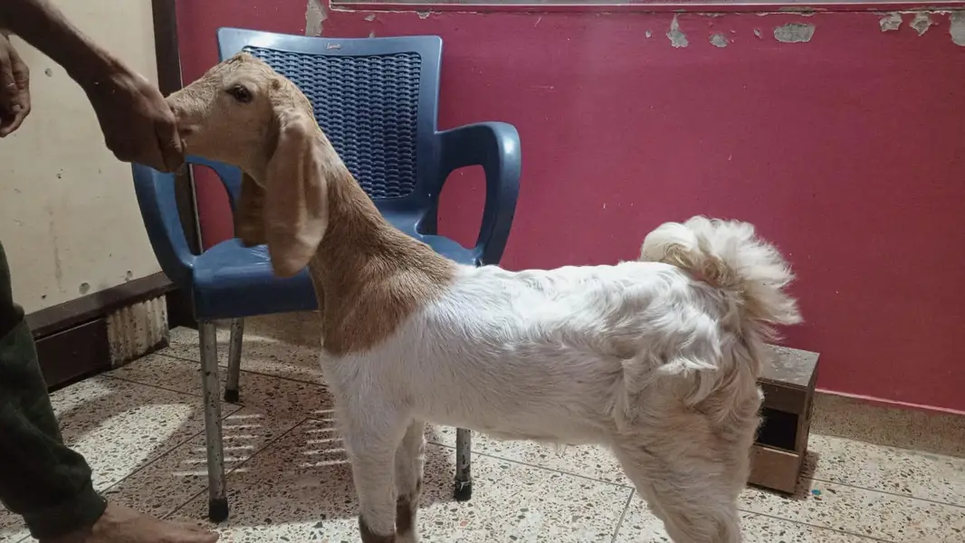bakra  male