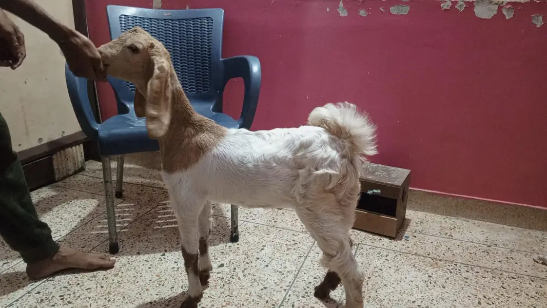 bakra  male — photo 2