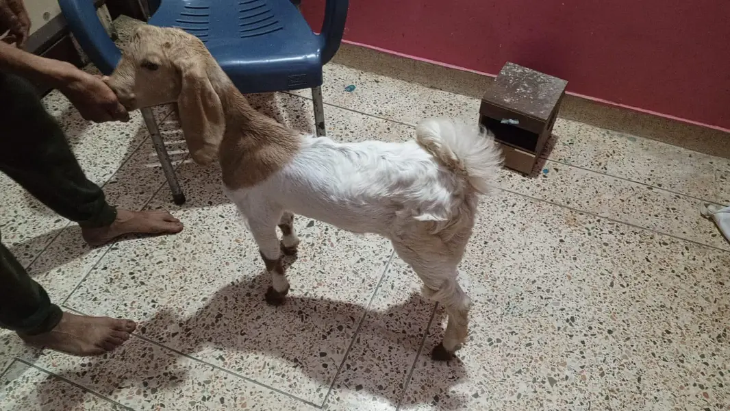 bakra  male — photo 3