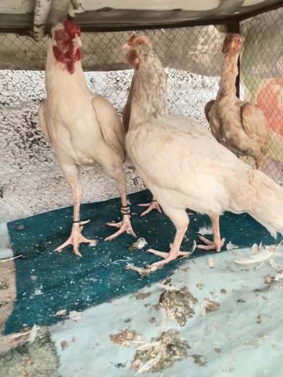 ASEEL PURE WHITE HEERA SET UP FOR SALE