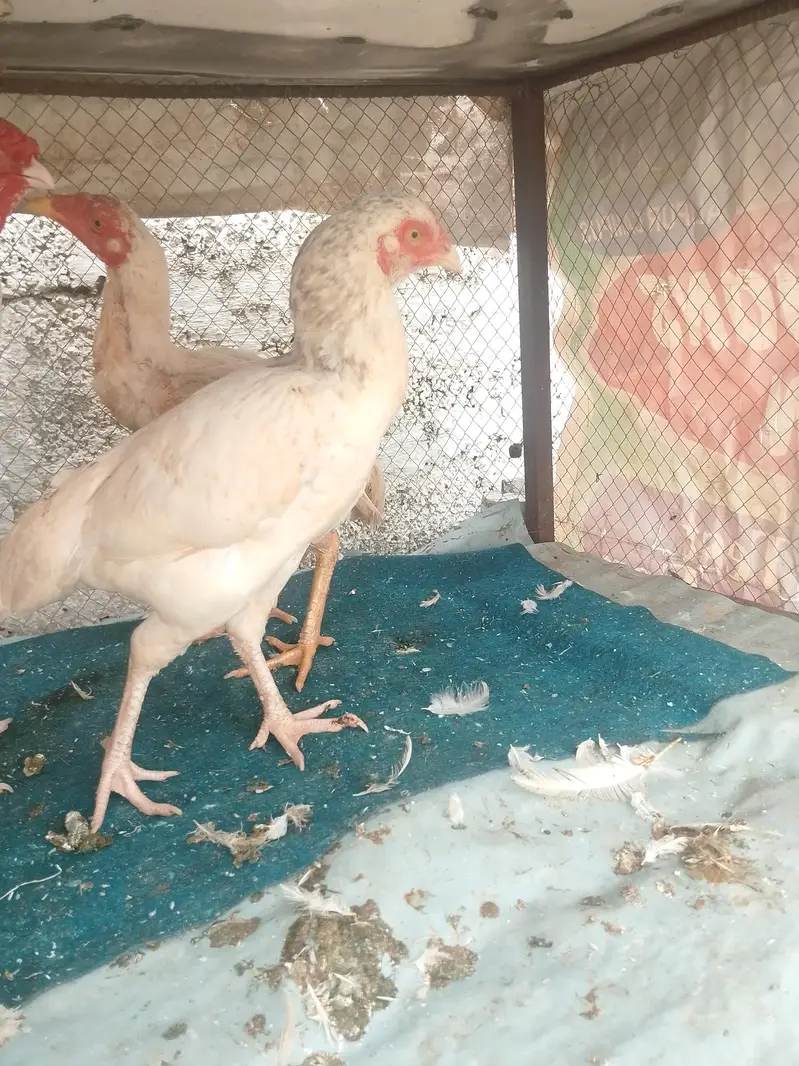 ASEEL PURE WHITE HEERA SET UP FOR SALE — photo 2