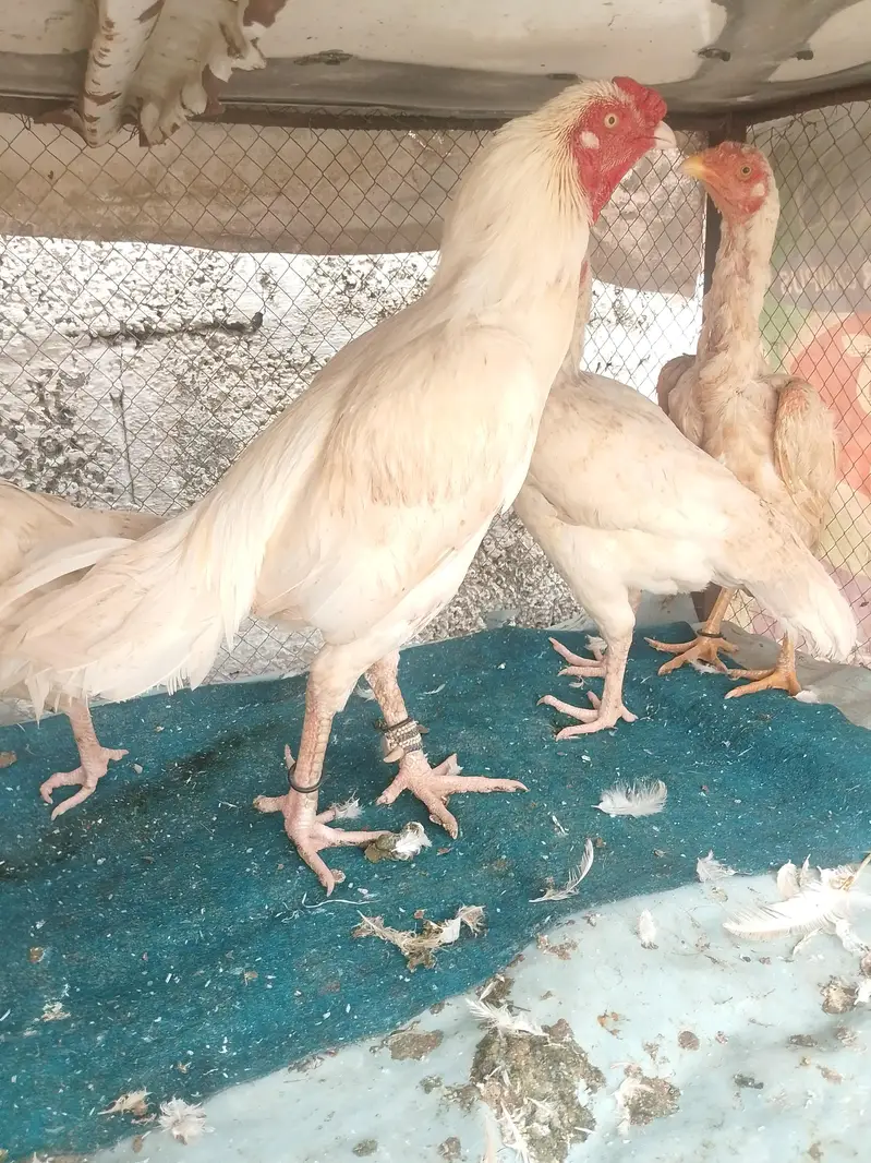 ASEEL PURE WHITE HEERA SET UP FOR SALE — photo 3