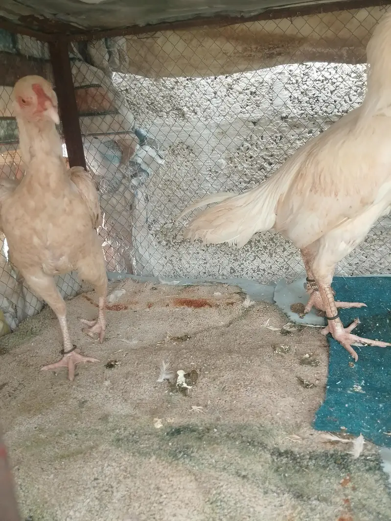 ASEEL PURE WHITE HEERA SET UP FOR SALE — photo 4