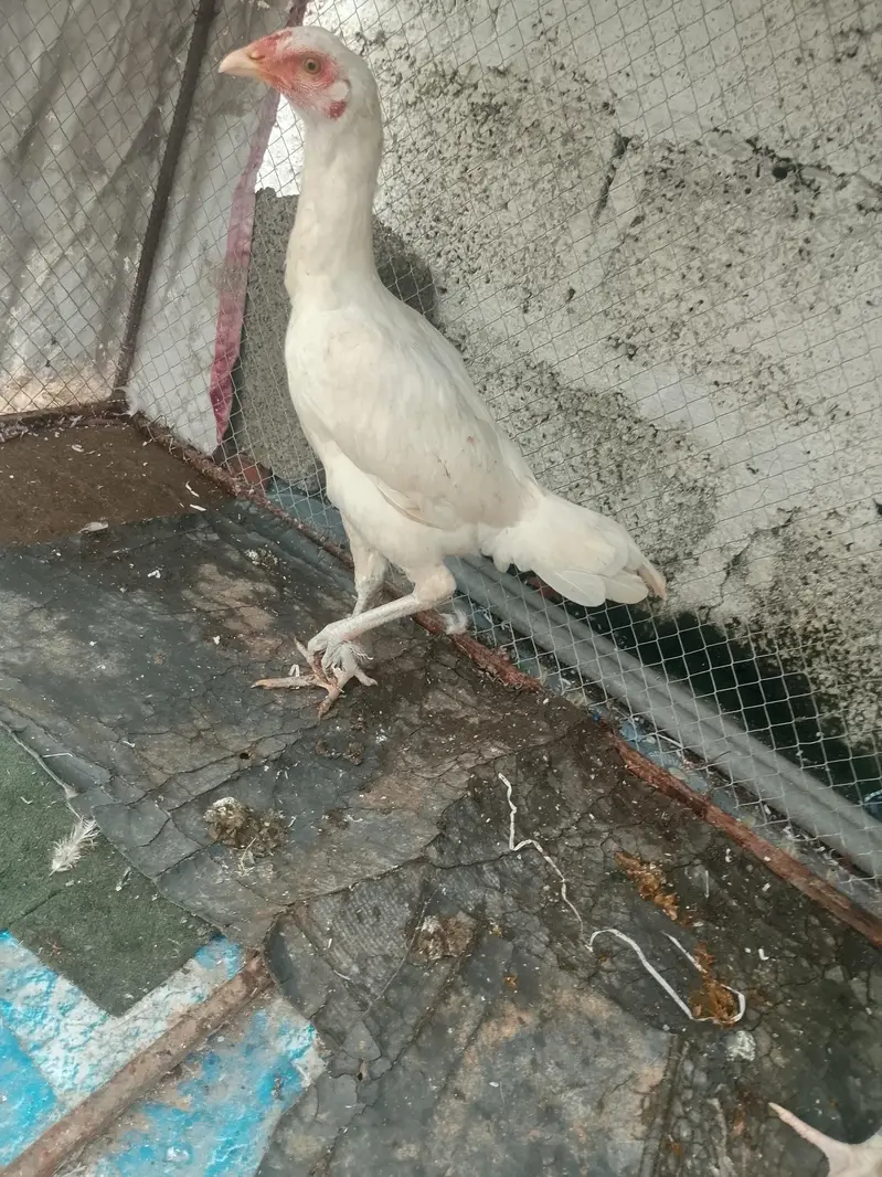 ASEEL PURE WHITE HEERA SET UP FOR SALE — photo 6