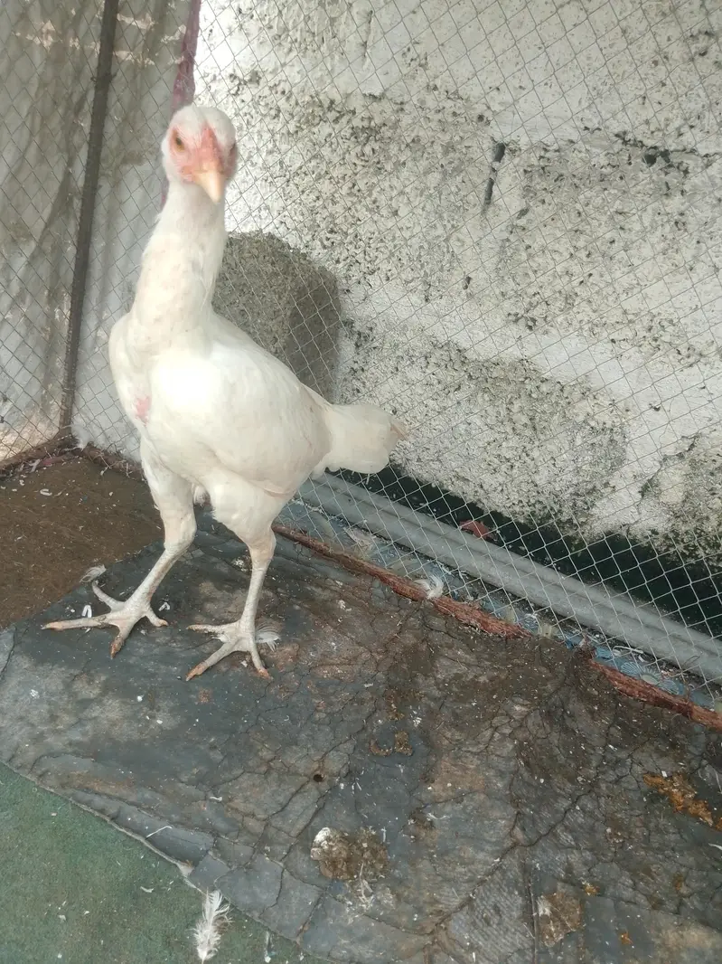 ASEEL PURE WHITE HEERA SET UP FOR SALE — photo 7