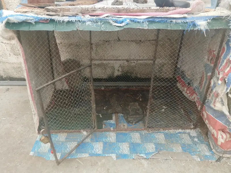 ASEEL PURE WHITE HEERA SET UP FOR SALE — photo 9