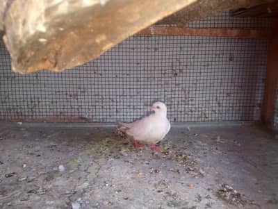 white khumray red eyes breeder pair