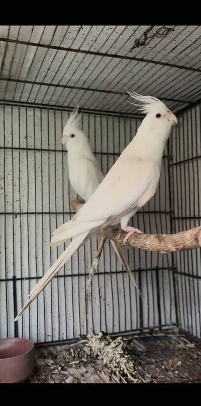Eno Cocktail Pair and Breeder Male