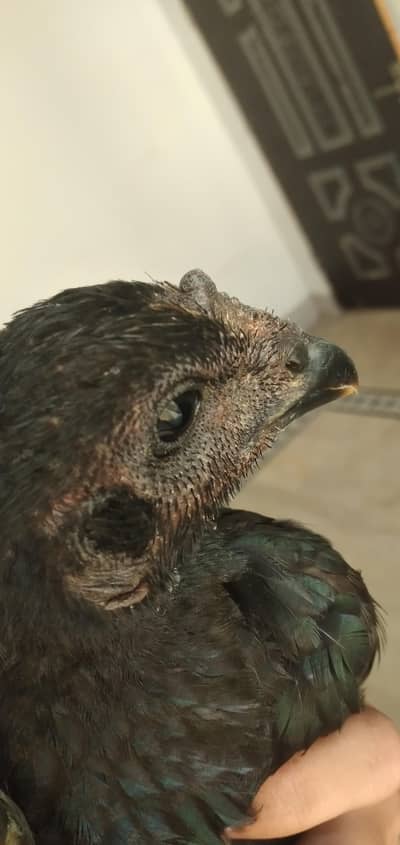 pure assel black dragon birds