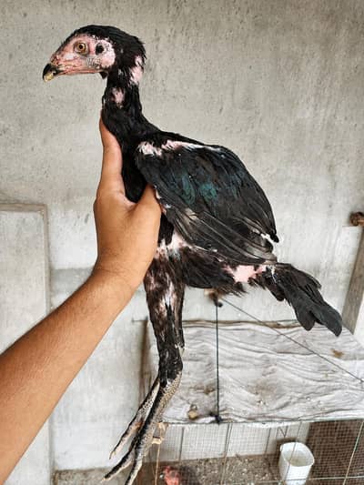Crossi patha for sale