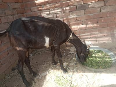 argent code for sale bakri 15 din ki class 03206819426 WhatsApp raabta