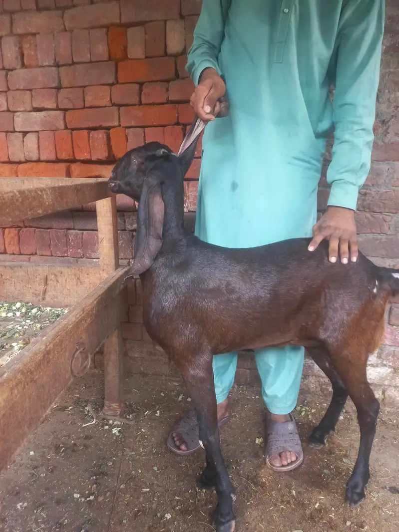 نگری بیتل پٹھ  | 13 ماہ | 2 دانت | 35 انچ قد | — photo 2