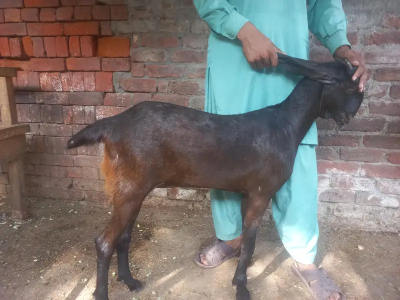 نگری بیتل پٹھ  | 13 ماہ | 2 دانت | 35 انچ قد | — photo 3
