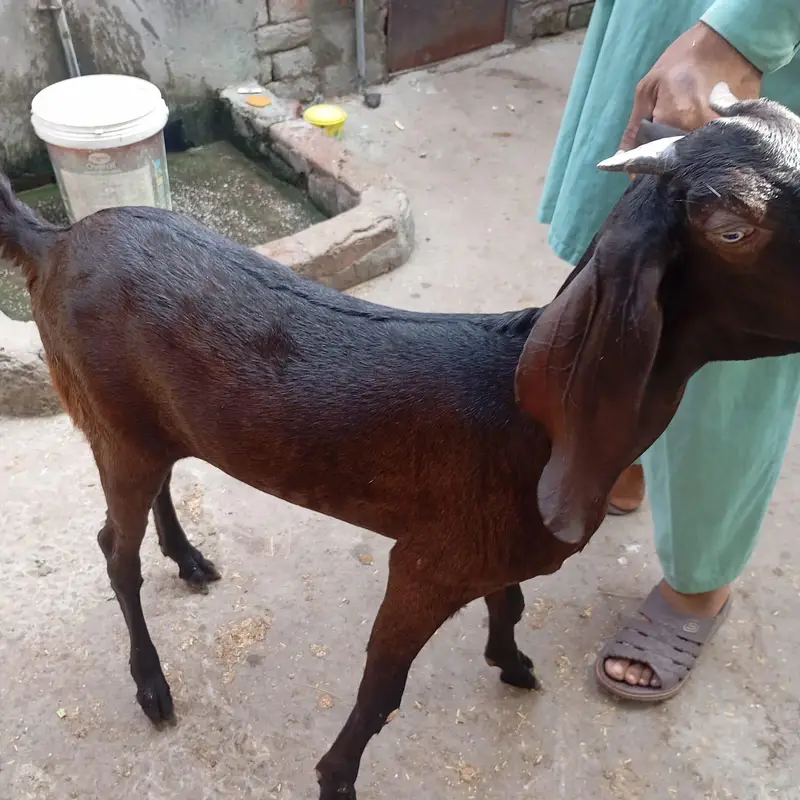 نگری بیتل پٹھ  | 13 ماہ | 2 دانت | 35 انچ قد | — photo 4