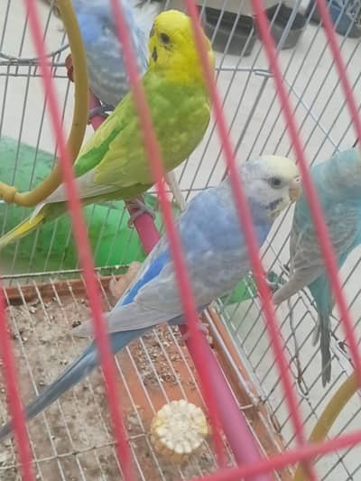 Top Quality Rainbow budgies Ready For First Bread