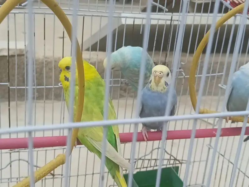 Top Quality Rainbow budgies Ready For First Bread — photo 2
