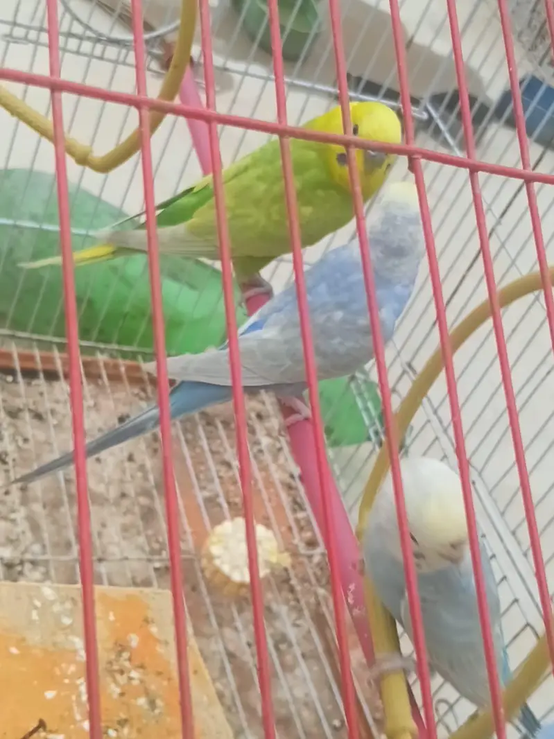 Top Quality Rainbow budgies Ready For First Bread — photo 3