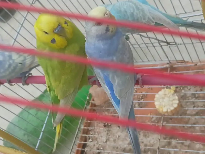 Top Quality Rainbow budgies Ready For First Bread — photo 4