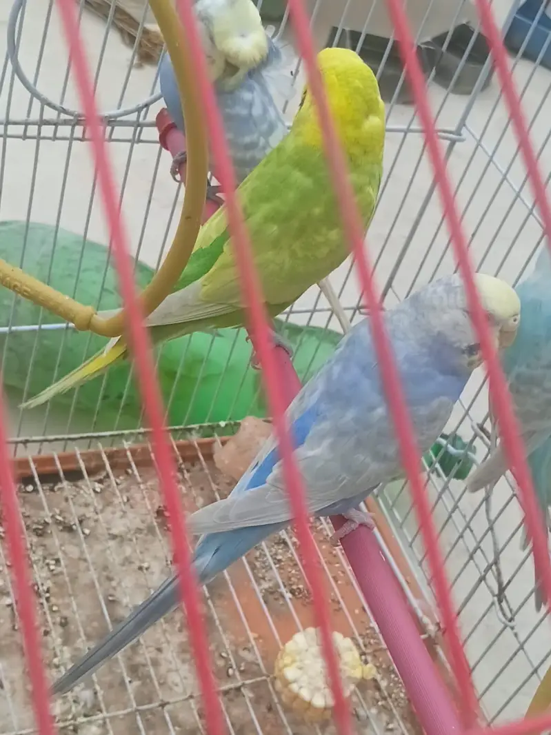 Top Quality Rainbow budgies Ready For First Bread — photo 5