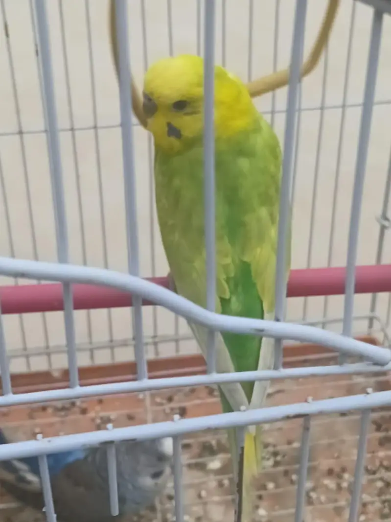 Top Quality Rainbow budgies Ready For First Bread — photo 6