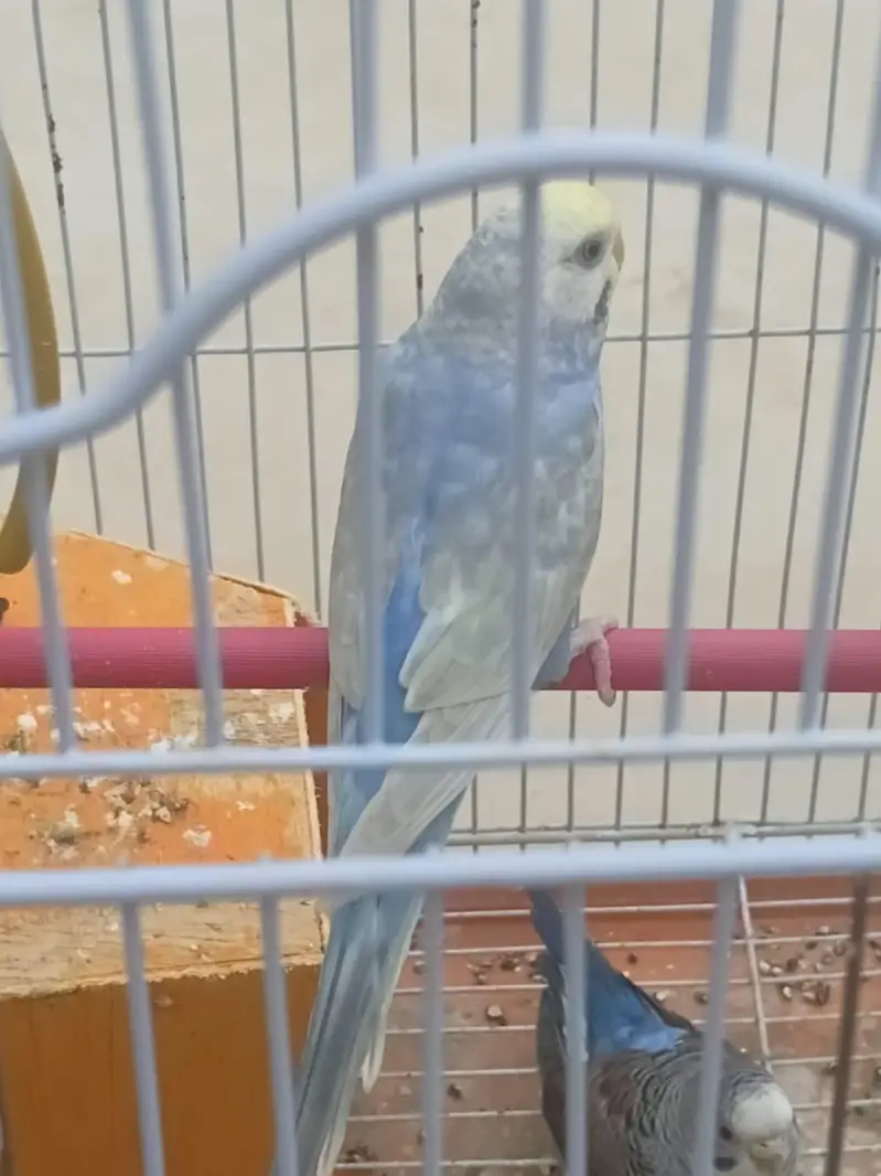 Top Quality Rainbow budgies Ready For First Bread — photo 7