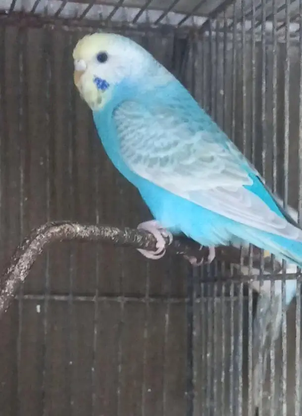 Top Quality Rainbow budgies Ready For First Bread — photo 8