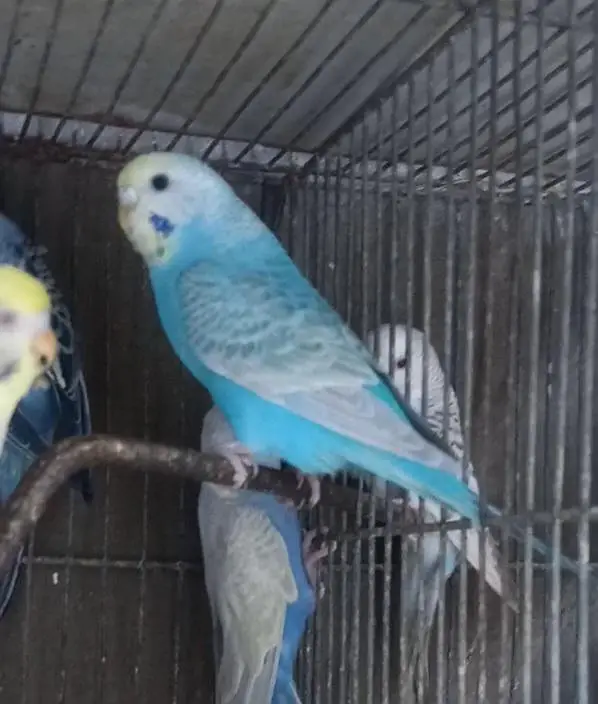 Top Quality Rainbow budgies Ready For First Bread — photo 9