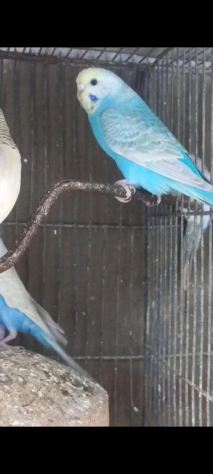Top Quality Rainbow budgies Ready For First Bread — photo 10