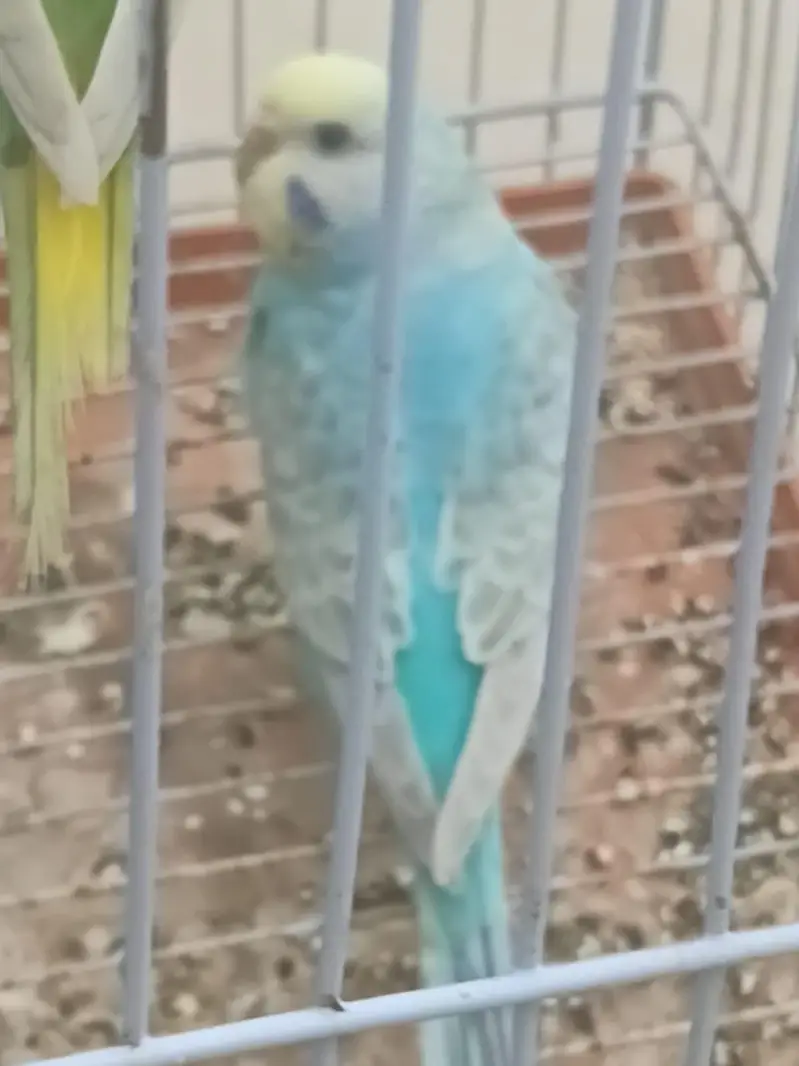 Top Quality Rainbow budgies Ready For First Bread — photo 11