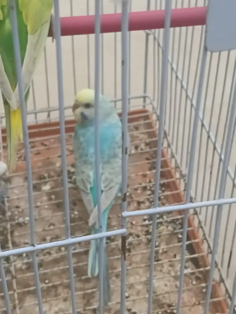 Top Quality Rainbow budgies Ready For First Bread — photo 12