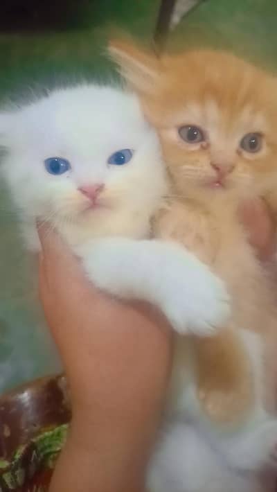 the title is cat