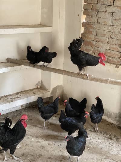 Pure Australop bloodline eggs starter