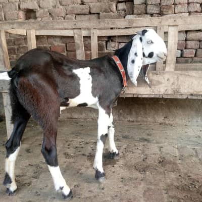 breeder bacha for sale age 4 months