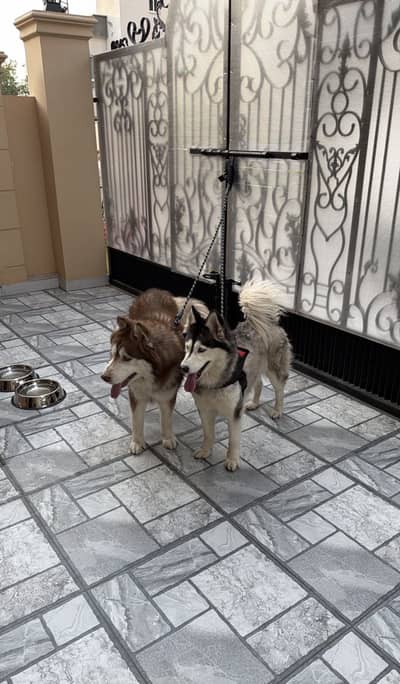 Pure Siberian Husky Pair Available