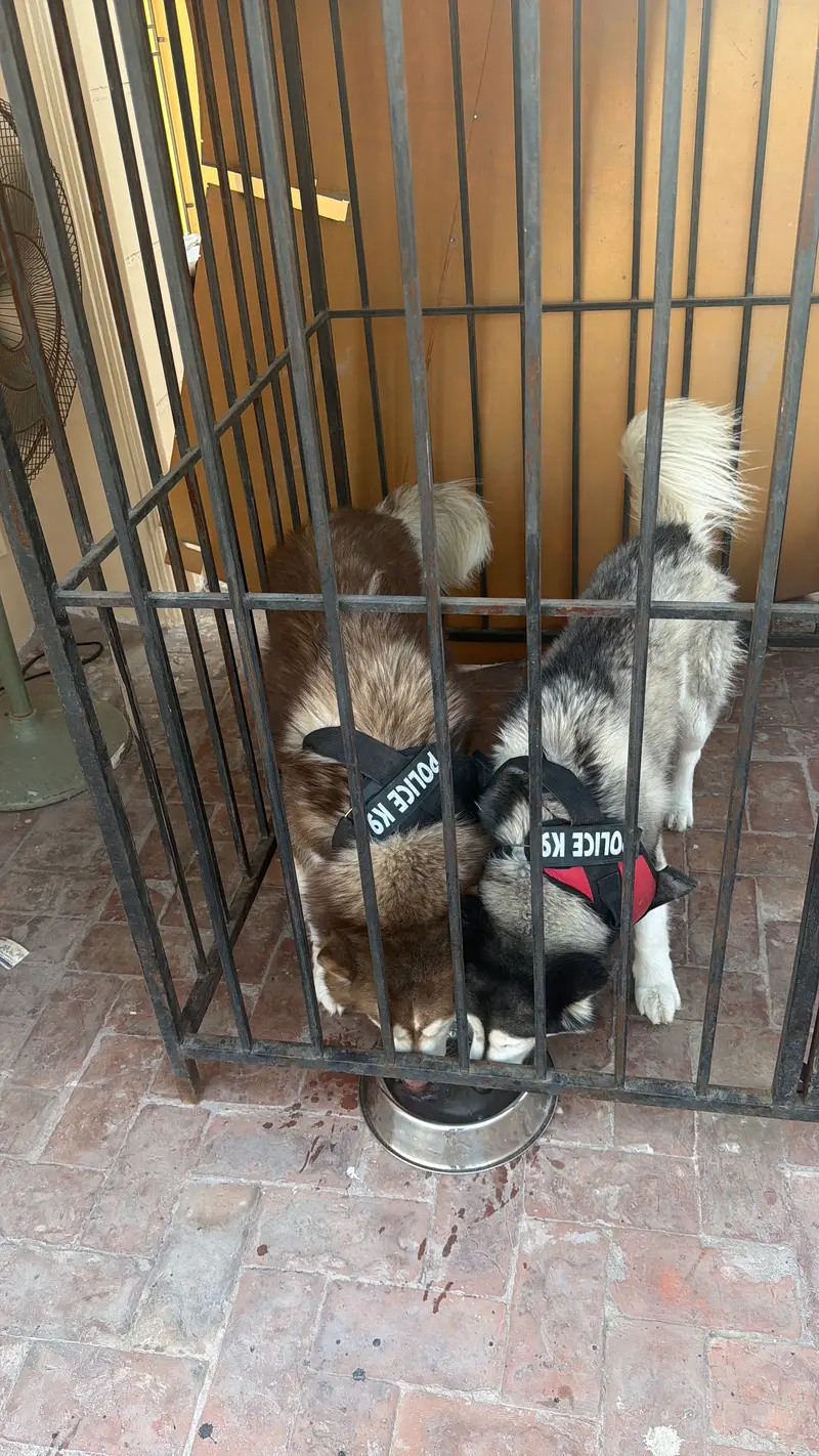 Pure Siberian Husky Pair Available — photo 2