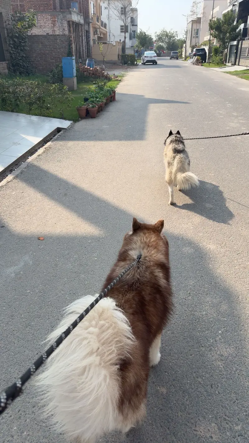 Pure Siberian Husky Pair Available — photo 3